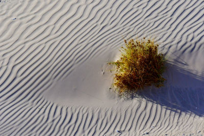 High angle view of sand dune in desert