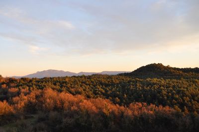 Scenic view of field against sky during sunset