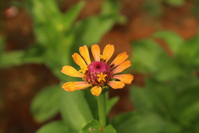 High angle view of orange flower blooming on plant