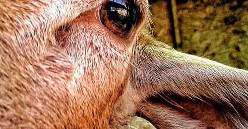 Close-up of horse