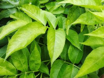 Full frame shot of green leaves