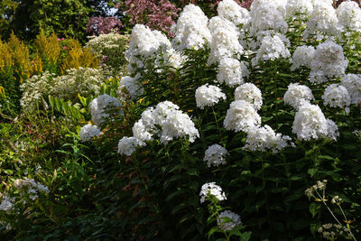 High angle view of white flowering plants in park