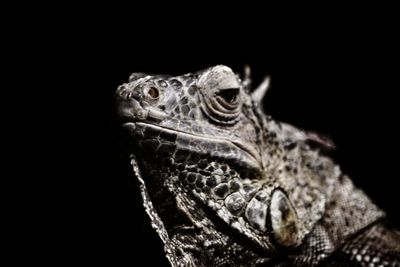 Close-up of lizard on black background