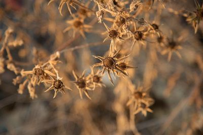 Close-up of wilted plant on field