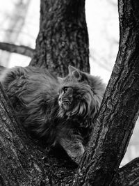 Cat in a tree