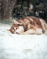 Cat lying on snow