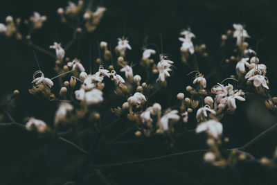 Close-up of flowers