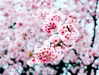 Close-up of pink cherry blossoms in spring