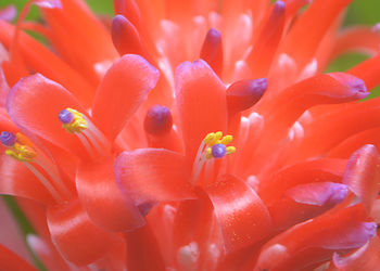 Red bromeliad plants flower soft focus