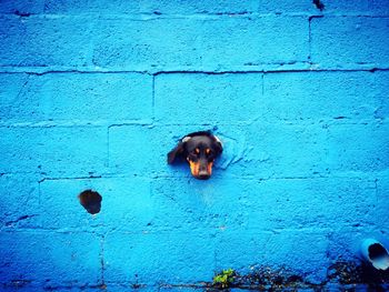 Portrait of dog on blue wall
