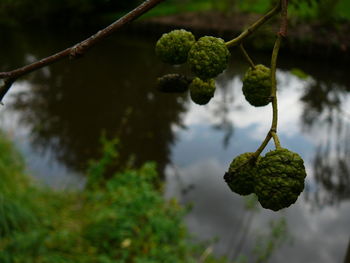 Close-up of leaves in water