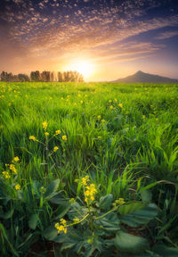 Scenic view of field against sky at sunset