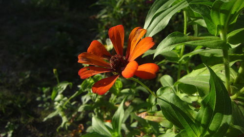 Close-up of orange flower on plant