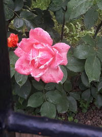 Close-up of wet pink rose in rainy season