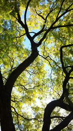 Low angle view of trees against sky