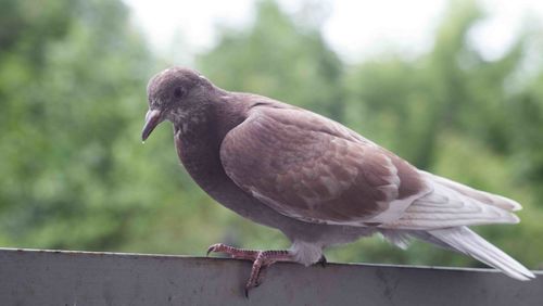 Close-up of pigeon perching on railing