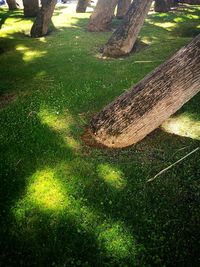 High angle view of shadow on grass