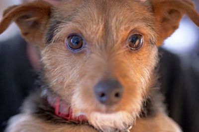 Close-up portrait of dog