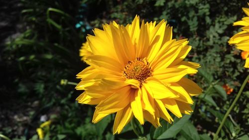 Close-up of yellow flowering plant