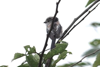 Low angle view of bird perching on tree against sky