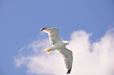 Low angle view of seagull flying in sky