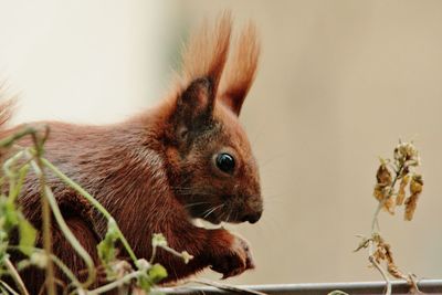 Close-up of a squirrel 