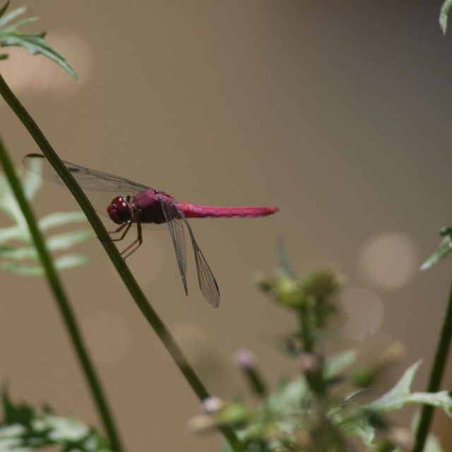 insect, one animal, animal themes, animals in the wild, wildlife, close-up, focus on foreground, selective focus, dragonfly, nature, plant, zoology, day, full length, outdoors, no people, two animals, beauty in nature, twig, perching