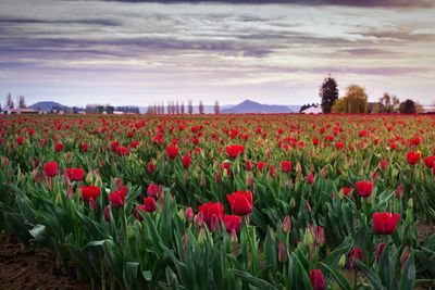 Scenic view of field against cloudy sky