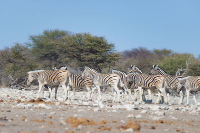 Side view of zebras walking on field