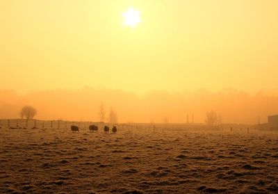 Sheep on field against sky during sunrise