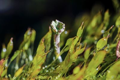 Close-up of wet moss and sporophyte