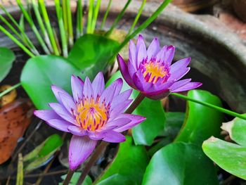 Close-up of lotus water lily in pond