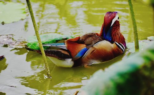 Close-up of duck swimming in lake