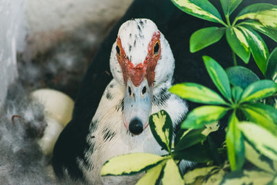 animal