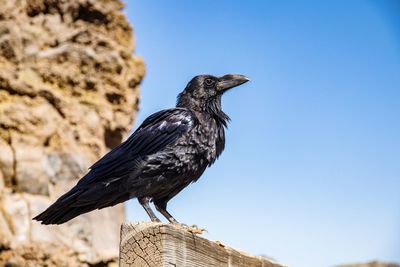 Low angle view of bird perching against the sky