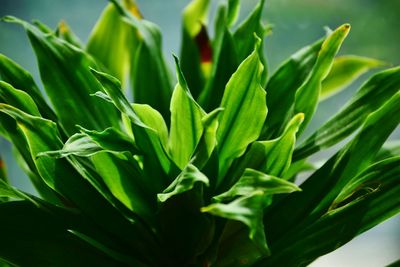 Close-up of green plant