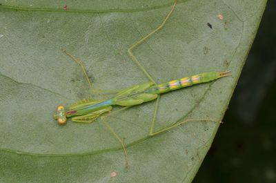 Close-up of insect on leaf