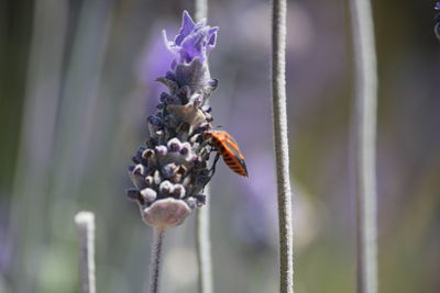 Close-up of insect on purple flower