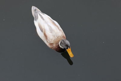 Close-up of bird swimming in water