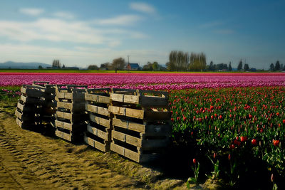 Flowers blooming on field by pallets against sky