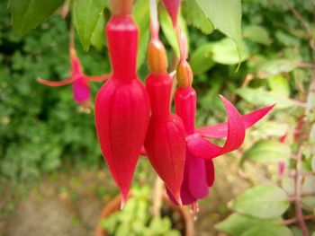 Close-up of red flowering plant