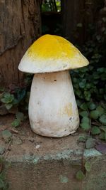 Close-up of yellow mushroom