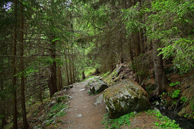 Plants and trees in forest