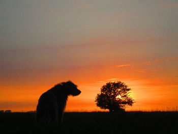 Silhouette horse on field against orange sky