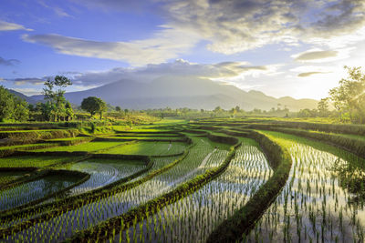 The beauty of the foggy morning panorama with sunrise and rice fields in bengkulu