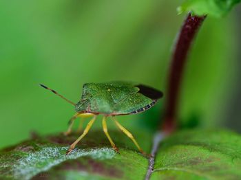 Close-up of insect on leaf