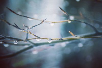 Close-up of water drops on plant