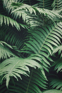 Close-up of fern leaves