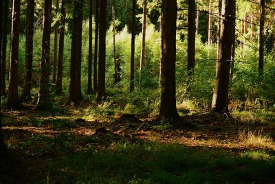 Trees growing in forest