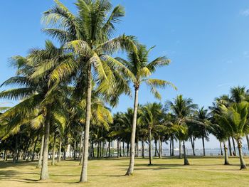 Palm trees against clear sky